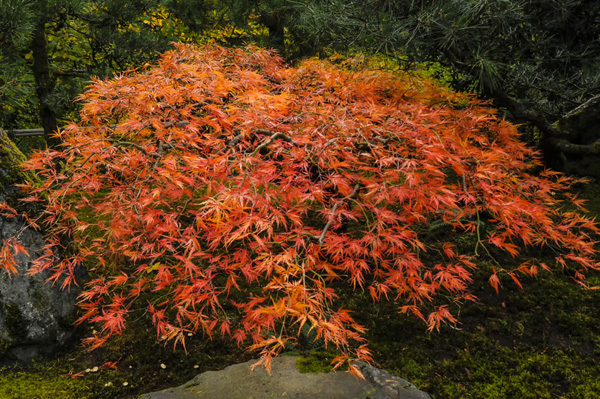 Japanes_Maple.jpg